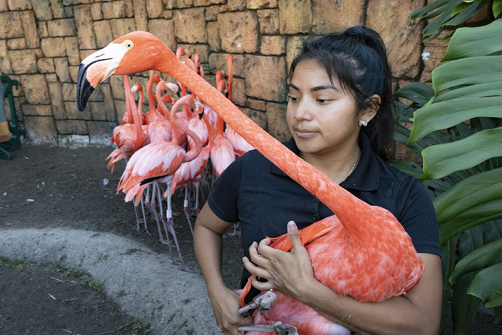 flamingo4